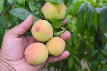 Peach fruits on a tree branch with leaves against a blue sky. Fruit Peach Garden Concept، اڑو فروٹ