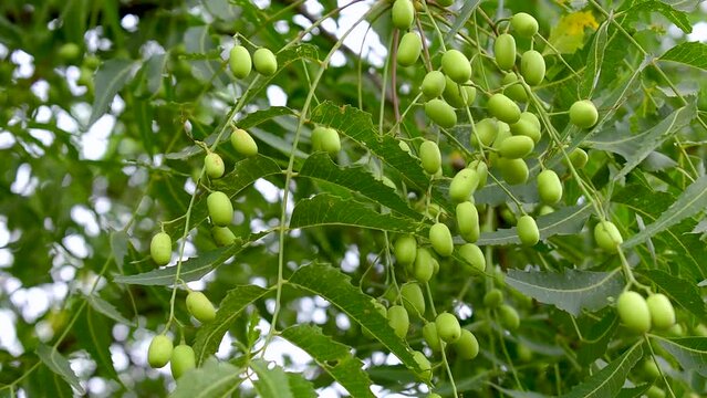 Fresh Neem fruit on tree with leaf on nature background, A leaves of neem tree and fruits growing natural medicinal