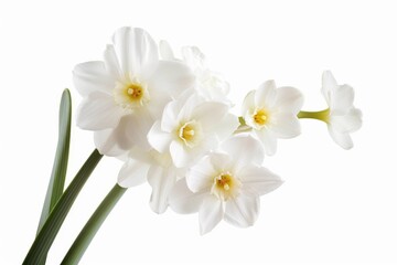 A bunch of white flowers in a vase, perfect for home decor