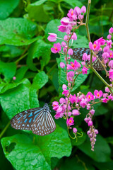 Beautiful Butterfly on the Flower