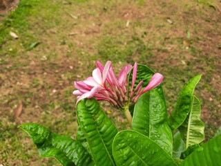 Plumeria rubra flower. It  is a deciduous plant species belonging 
Its other names names frangipani,red paucipan,red jasmine, red frangipani,common frangipani, temple tree, calachuchi, simply plumeria