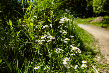 道脇にポツンと白い花2