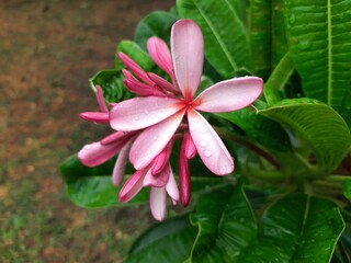 Plumeria rubra flower. It  is a deciduous plant species belonging 
Its other names names frangipani,red paucipan,red jasmine, red frangipani,common frangipani, temple tree, calachuchi, simply plumeria