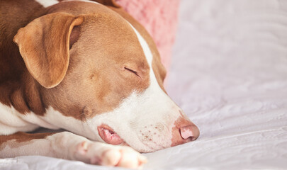 Dog, sleeping and tired animal in a bedroom with pitbull, pet and rescue in a bed with nap in the...