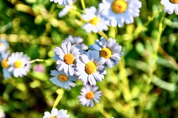 Chamomile flowers in a meadow on a sunny day