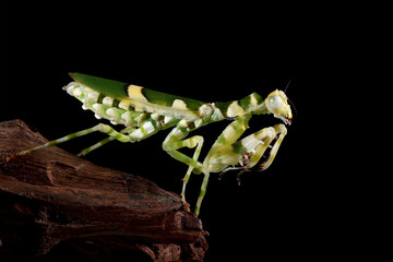 Banded flower mantis, beautiful mantis, green mantis