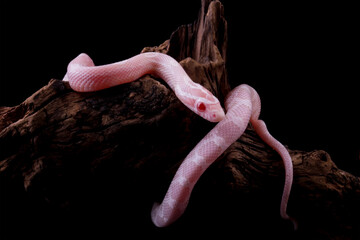 Corn snake on wood isolated on black background, baby red rat snake (Pantherophis guttatus)