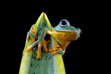 flying tree frog sitting on a branch, close-up of javan tree frogs, rhacophorus reinwardtii	