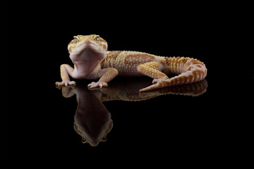 Fat-tailed geckos isolated on black background, leopard gecko lizard, eublepharis macularius	