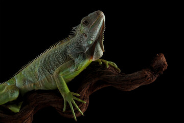 green iguana isolated on black background