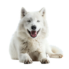Photo of happy Arctic wolf, Isolated on white background