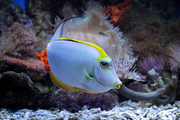 marine fish on the coral reefs
