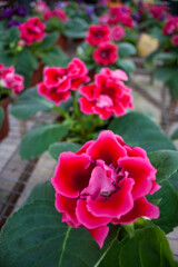 Beautiful Tropical Flowers in Malaysia