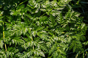 Green leaves of a Conium maculatum poison hemlock poisonous plant close-up. Concept of the texture of natural patterns, ornaments