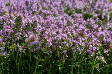 Blossoming fragrant Thymus serpyllum, Breckland wild thyme, creeping thyme, or elfin thyme...