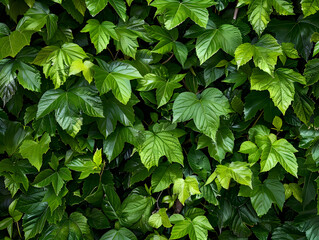 imagen primer plano de plantas, vegetación, capa, textura, fondo de pantalla