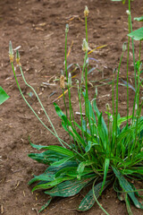 Ribwort plantain Plantago lanceolata. Medicinal plants in the garden
