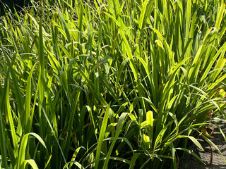 Obraz premium Green grass fields in garden with sunlight, plants background