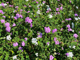 Small purple and white flowers with sunlight in spring season, nature wallpaper