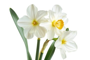 Three beautiful flowers in a vase, perfect for home decor