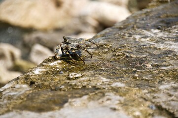 Colorful Crab Navigating Rocky Shoreline Under Sunlight, Coastal Wildlife Scene