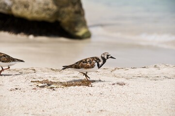Ruddy Turnstones Strolling on Sandy Beach by Turquoise Sea