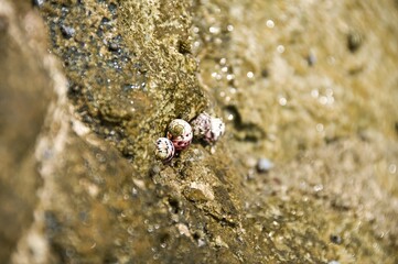 Colorful Snail Shells Clinging to a Wet Rocky Surface at Seashore