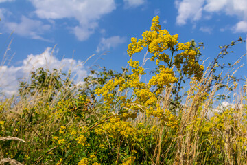 Galium verum, lady's bedstraw or yellow bedstraw low scrambling plant, leaves broad, shiny dark green, hairy underneath, flowers yellow and produced in dense clusters