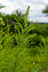 The wild flowers of Solidago altissima in autumn