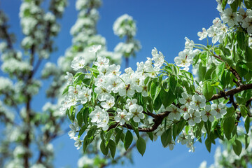 Blooming pear tree. Close up of white flowers on a pear tree