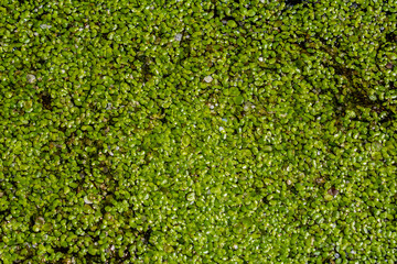 Duckweed - Cultivation of duckweed. Lemna trisulca