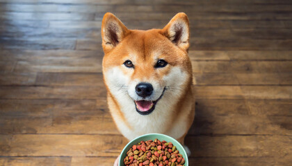  Cute Shiba Inu (柴犬) dog looking up at the camera with a bowl full of pet dry kibble food on wooden background 