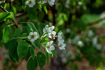 Blooming pear tree. Close up of white flowers on a pear tree