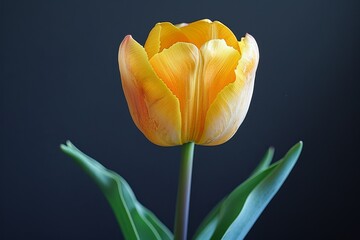Close-up of a vibrant yellow tulip against a contrasting dark background