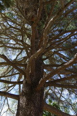 detail of the branches of a large Himalayan blue pine seen from below