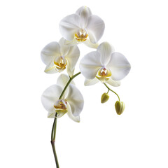 A pristine white orchid with delicate petals and yellow centers