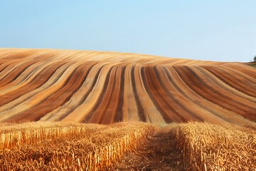 Path through wheat field leading to lone tree