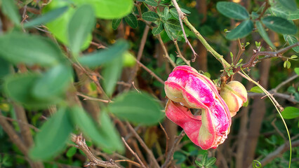 The image shows a vibrant reddish-pink seed pod from the Pithecellobium dulce tree hanging amidst...