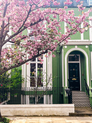 Mesmerising pink cherry blossom in in front of the comfortable house in Chelsea in London. Comfortable residential area and cozy lifestyle surrounded by pink petals.