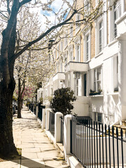 Residential street in Chelsea in London with blooming white sakura. Cozy London houses look comfortable under the blue sky.  Perfect residential area for idyllic lifestyle