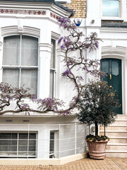 Lush bushes and foliage in the front yard of comfortable Chelsea houses in London
