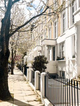 Residential street in Chelsea in London with blooming white sakura. Cozy London houses look comfortable under the blue sky.  Perfect residential area for idyllic lifestyle