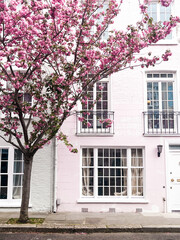 Mesmerising pink cherry blossom in in front of the comfortable house in Chelsea in London. Comfortable residential area and cozy lifestyle surrounded by pink petals.
