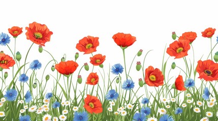 White background with chamomile, cornflowers, and poppies in red