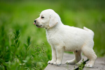 labrador retriever puppy on green grass