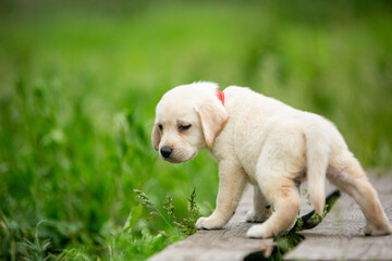 labrador retriever puppy on green grass