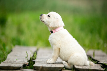 labrador retriever puppy on grass