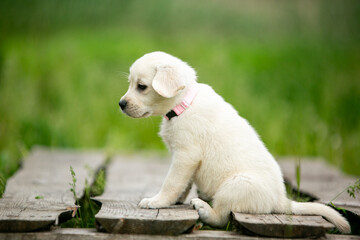 labrador retriever puppy on grass