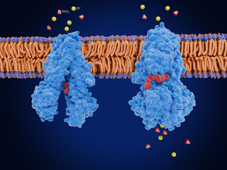 Cystic fibrosis transmembrane conductance regulator, CFTR closed (left) and open forms with ATP bound (red). 