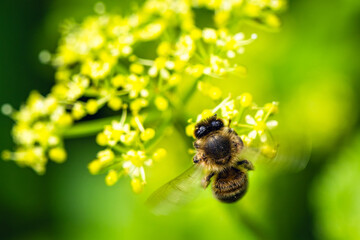 European Honey Bee, Apis mellifera, bee on yellow flowers